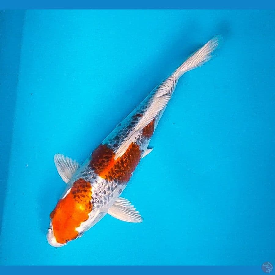 kujaku ginrin 26cm male