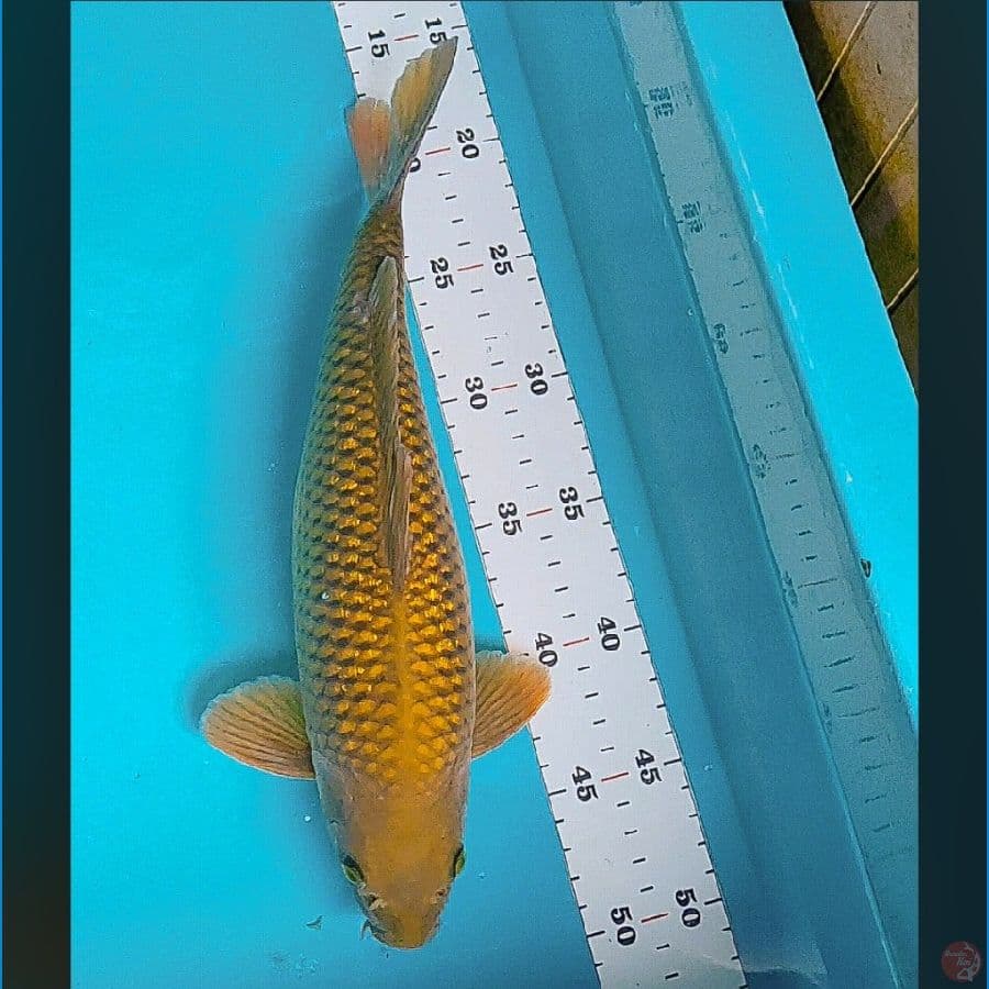 midori ginrin 30cm male bakat jumbo