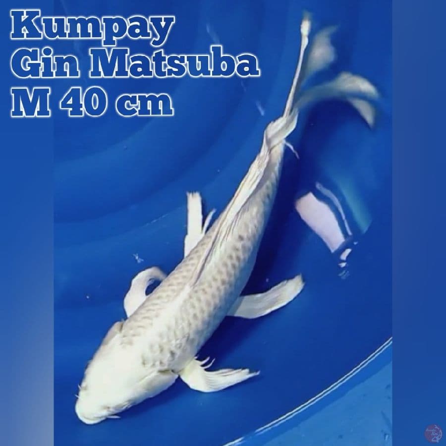 Kumpay Gin Matsuba M40