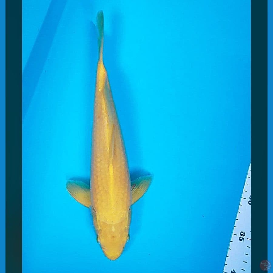 karashi 32cm male