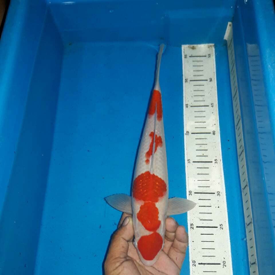 Maruten kohaku f1