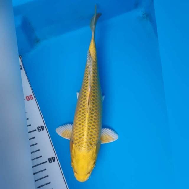 KIN MATSUBA MALE