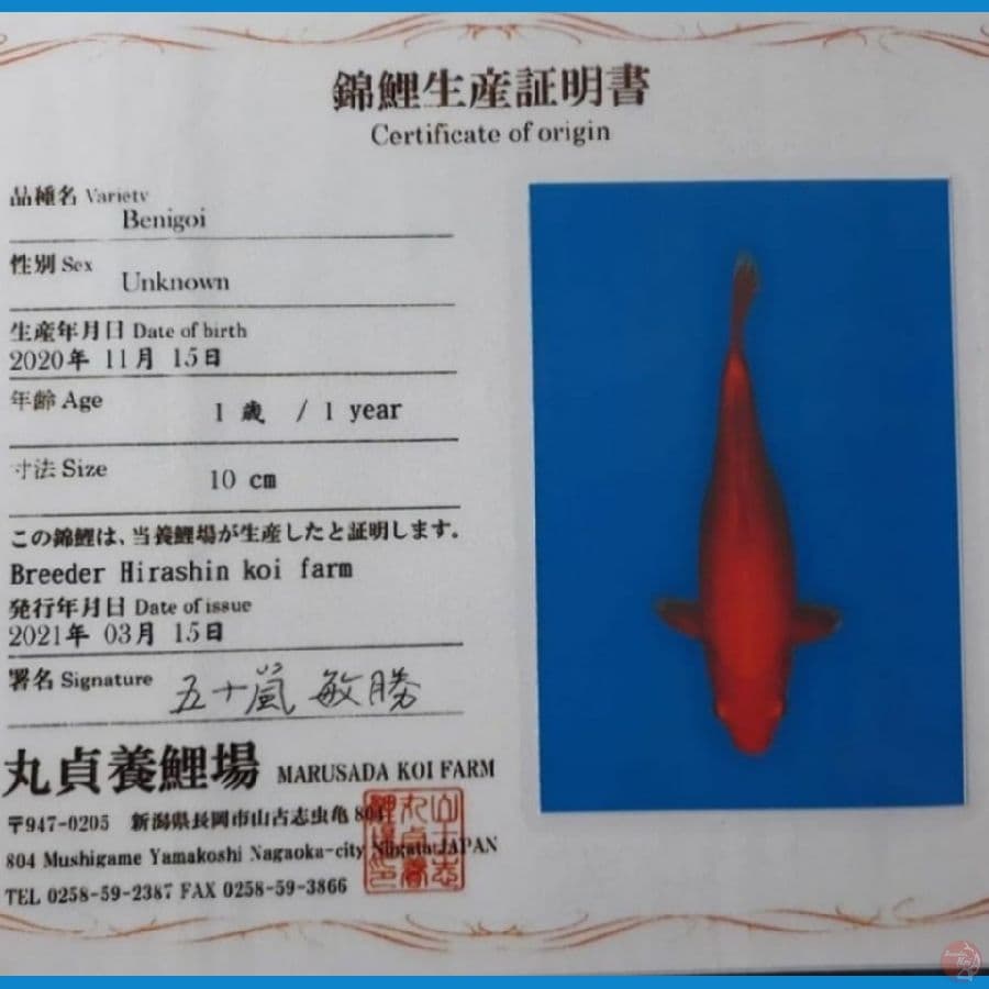BENIGOI HIRASHIN KOI FARM