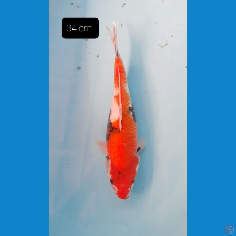 showa 34 cm