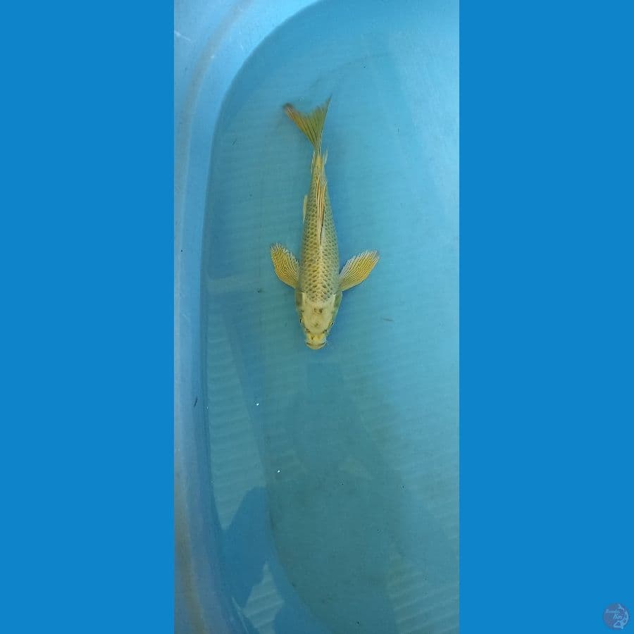 kumpay mukasi 31cm