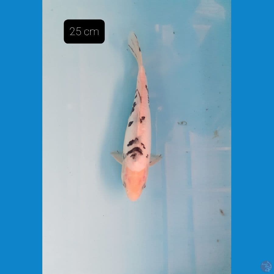 Bekko 25 cm