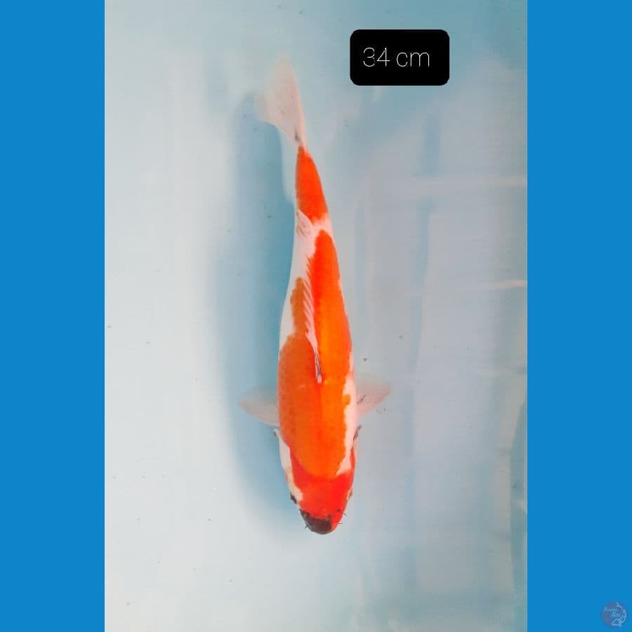 showa 34 cm