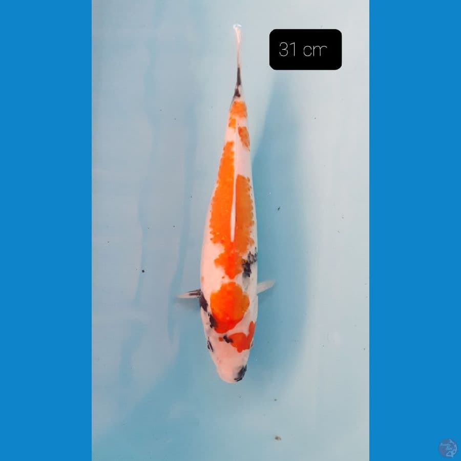 showa 31 cm
