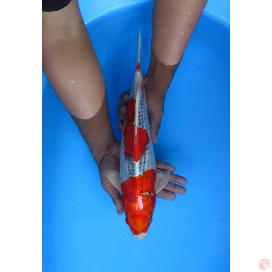 Red Kujaku - 41cm Male