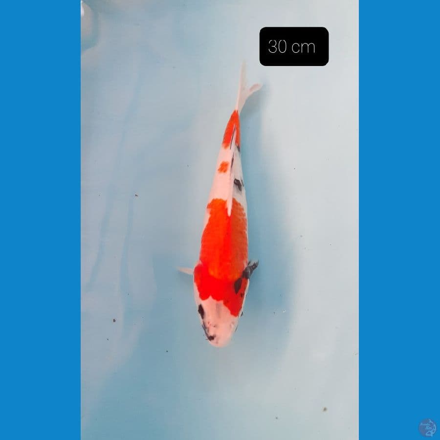 showa 30 cm