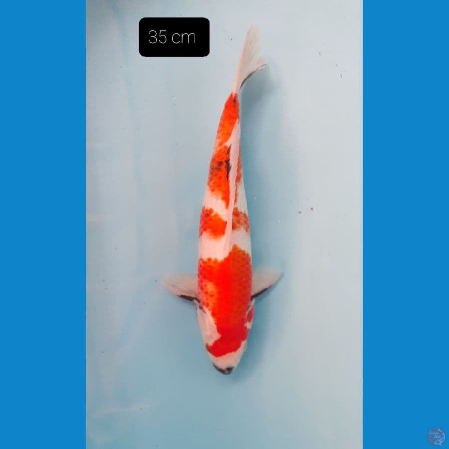 Showa 35 cm