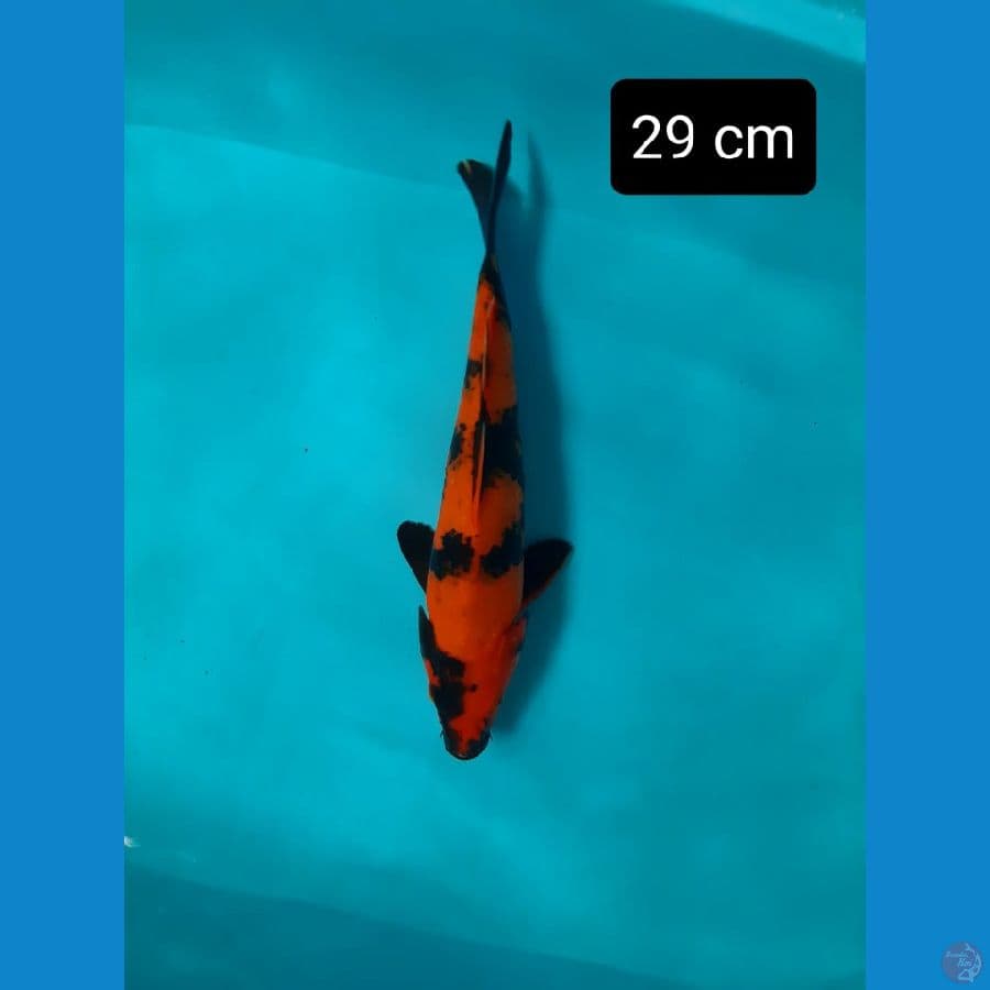 Utsuri 29 cm