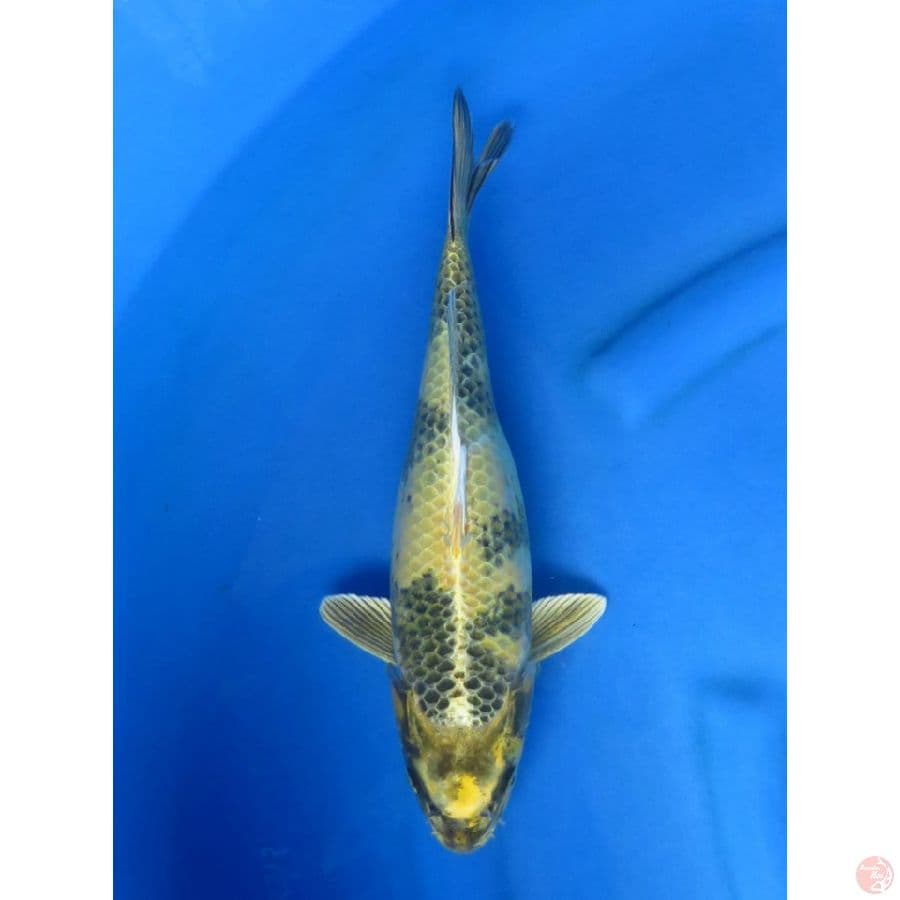 Kin Ki Utsuri - 35cm
