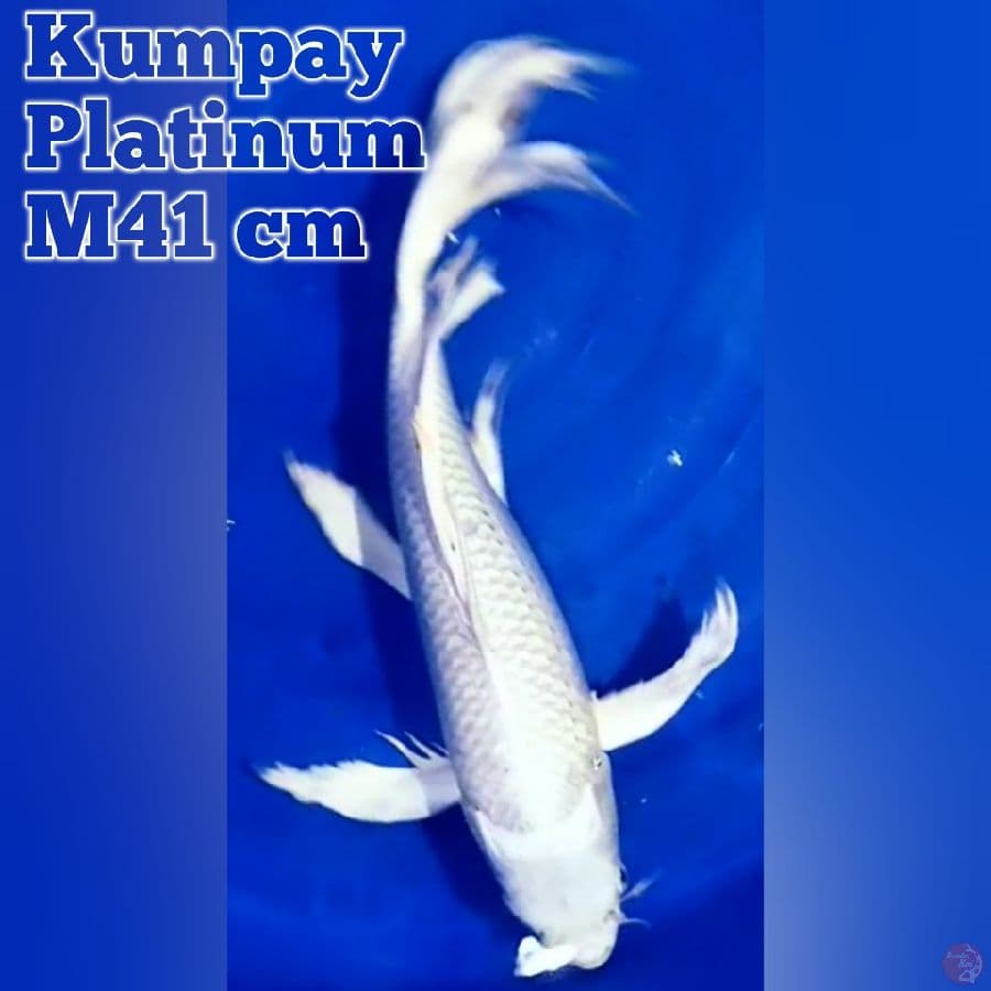 Kumpay Platinum M41