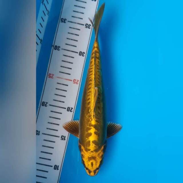 MUKASHI DOITSU MALE