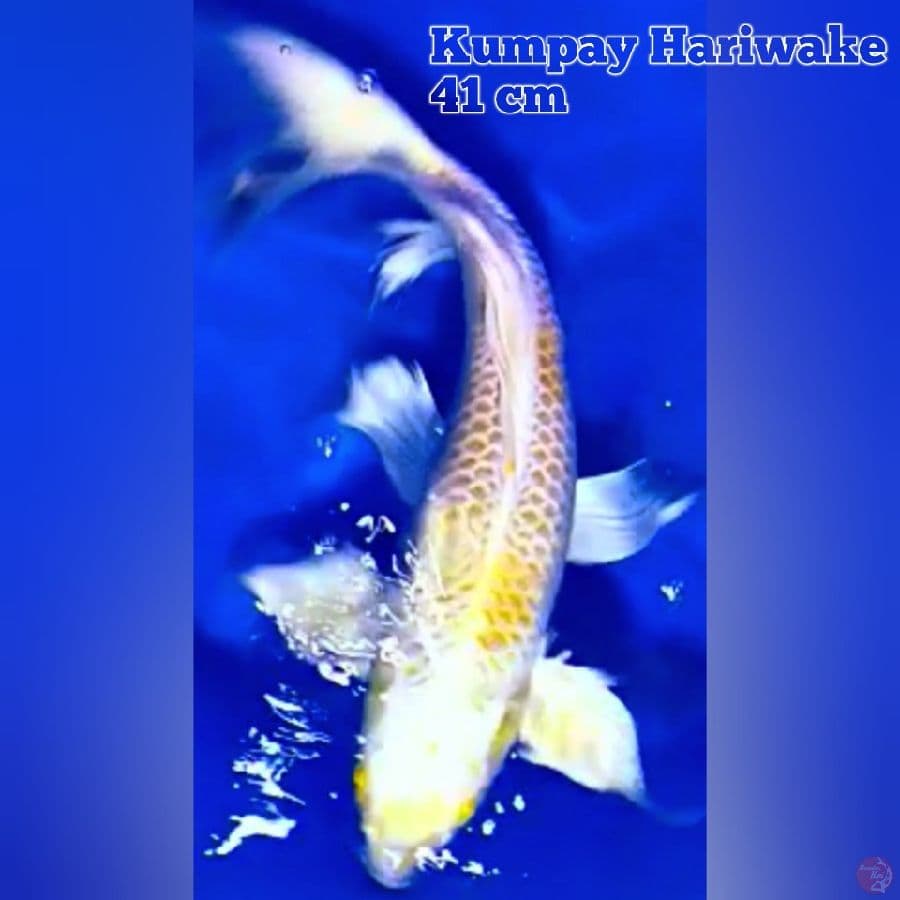 Kumpay Hariwake 41 cm