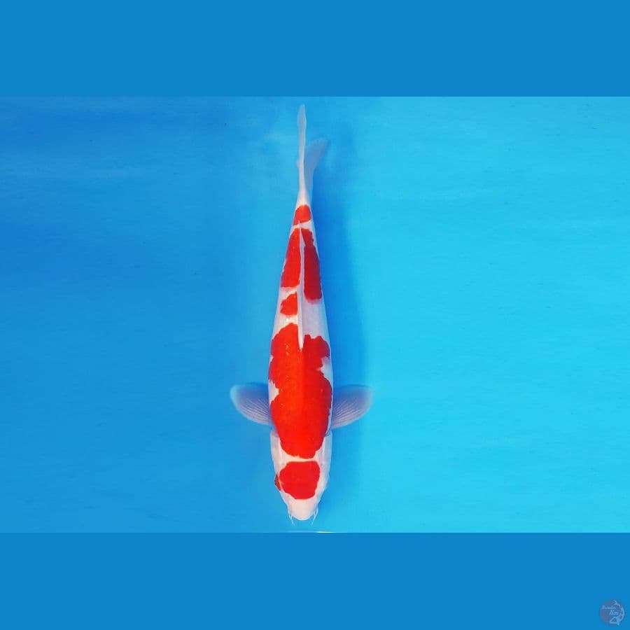 KENZEI 5 ~ MARUTEN KOHAKU 33 cm/male ™