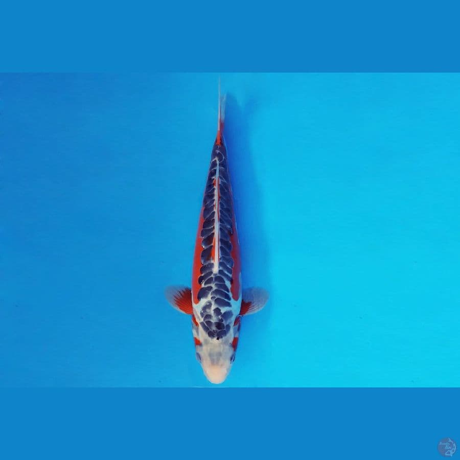 KENZEI 12 ~ HANA SHUSUI 31 cm/male ™