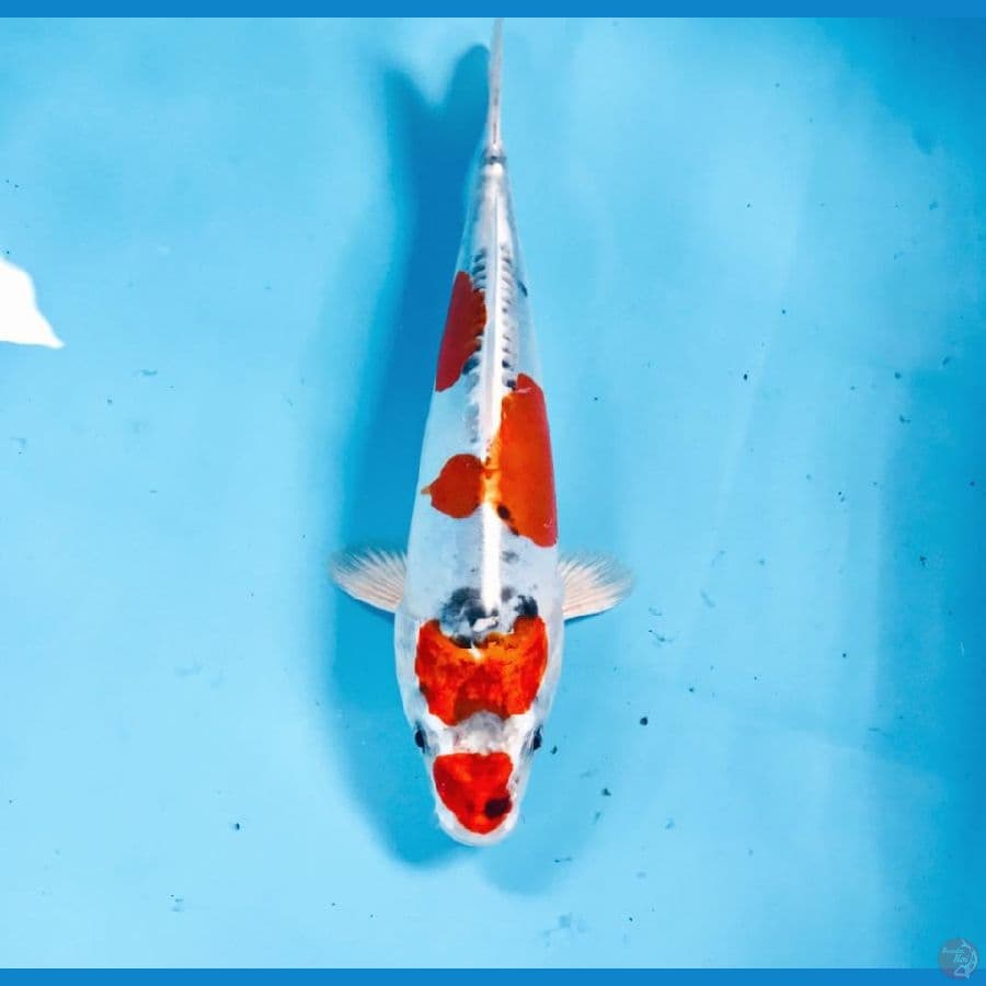 F1 beni kiko, 23 cm
