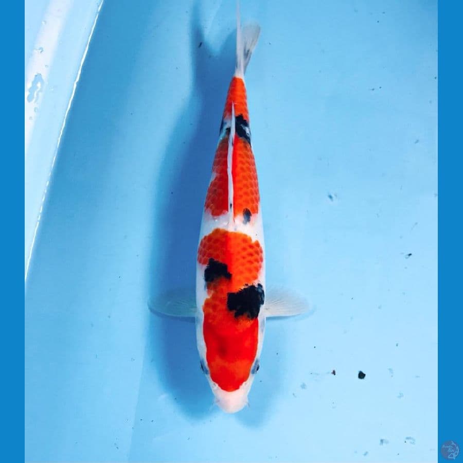 sanke, 25 cm