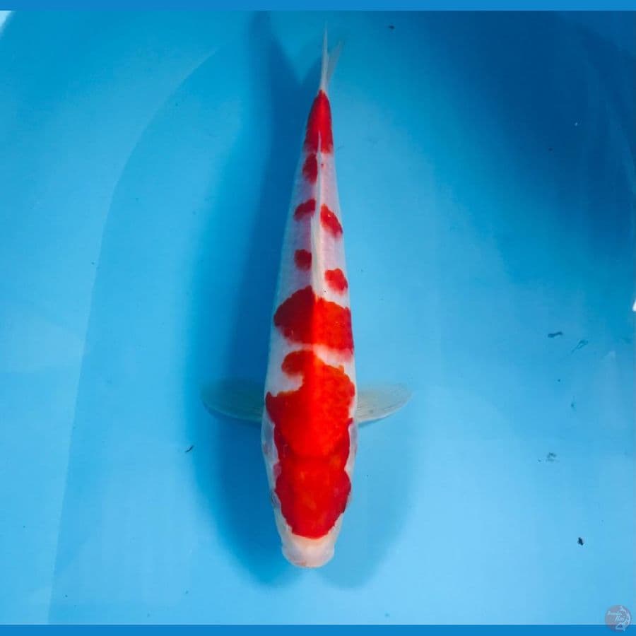kohaku, 28 cm