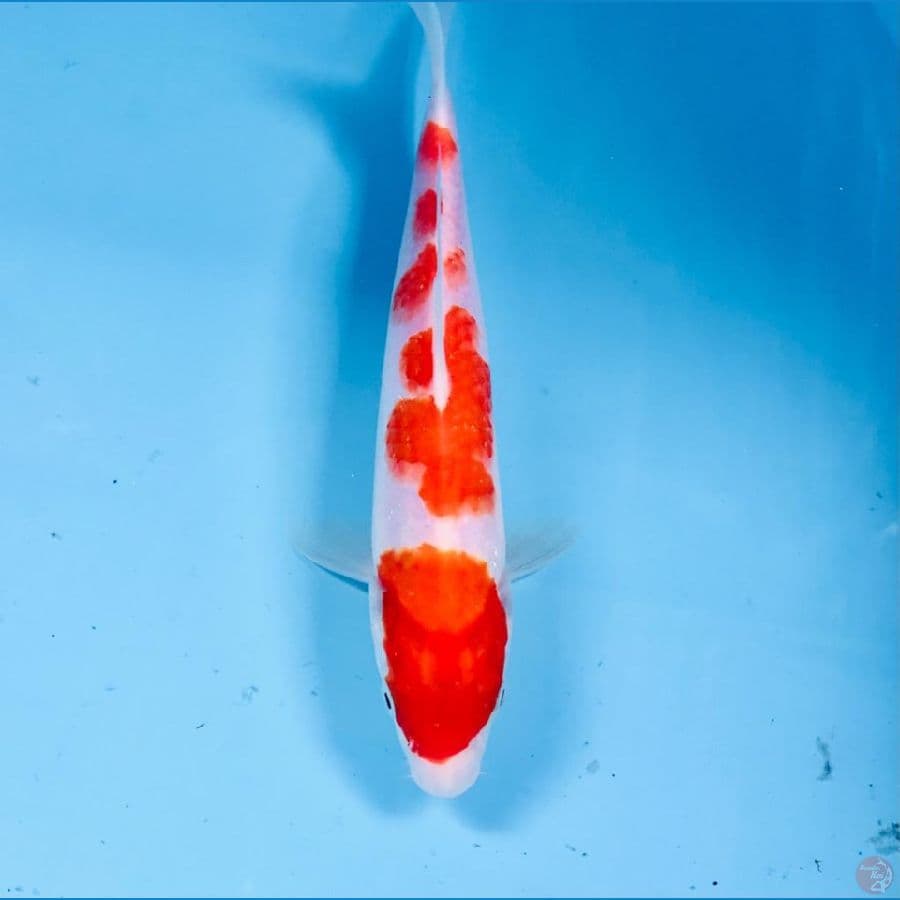 kohaku, 25 cm