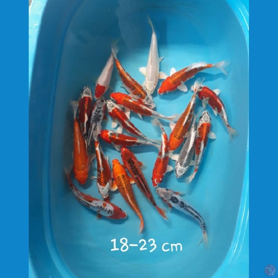 Kujaku Mix 18-23cm 20ekor