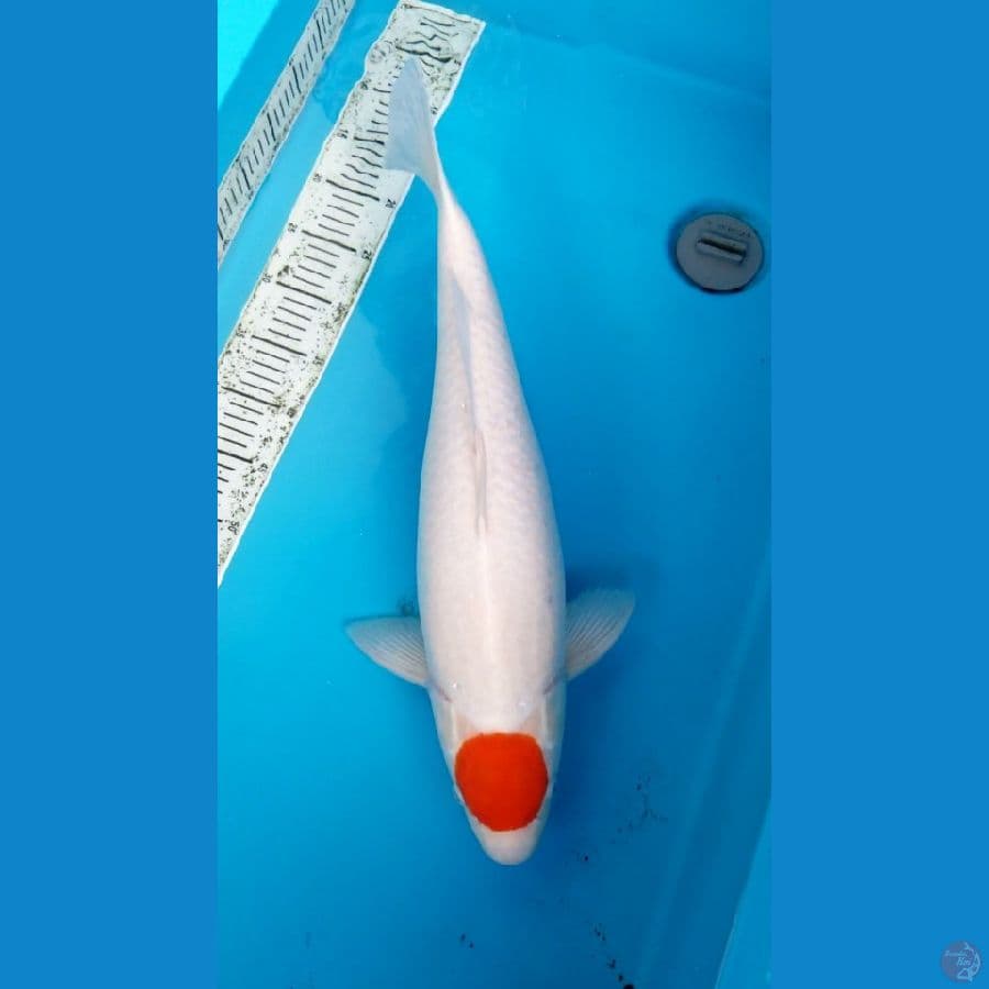TC KOHAKU 60 BU