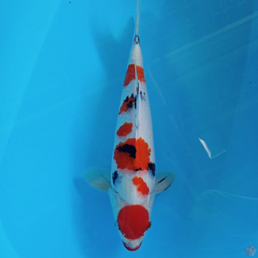 HQ SANKE MARUTEN MALE 41CM