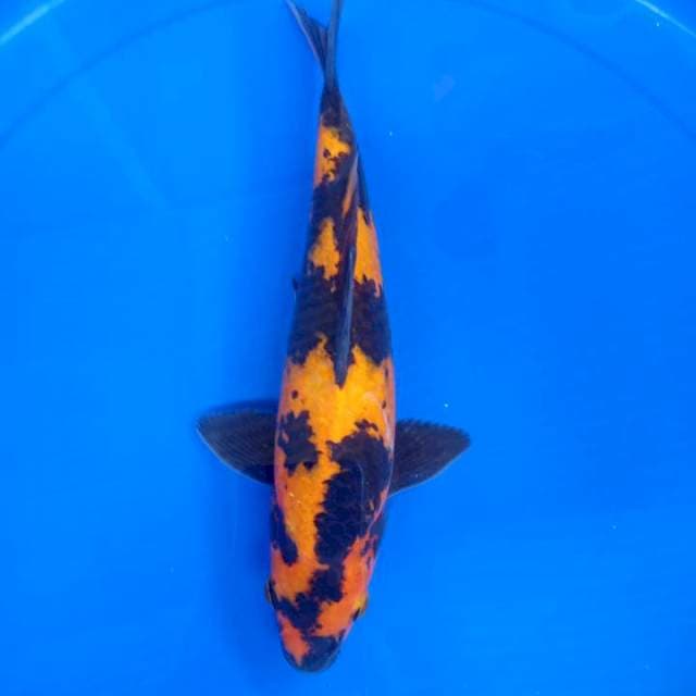 Hi utsuri 30cm