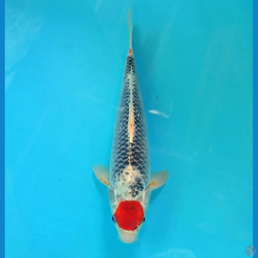 TANCHO GOSHIKI 34CM MALE
