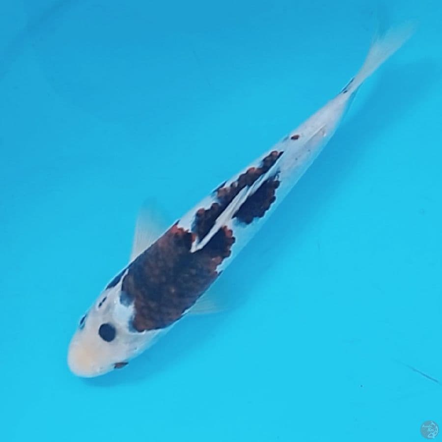 Goromo ori