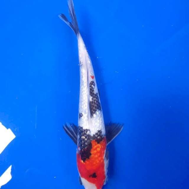 Showa Ginrin STRONG 20cm