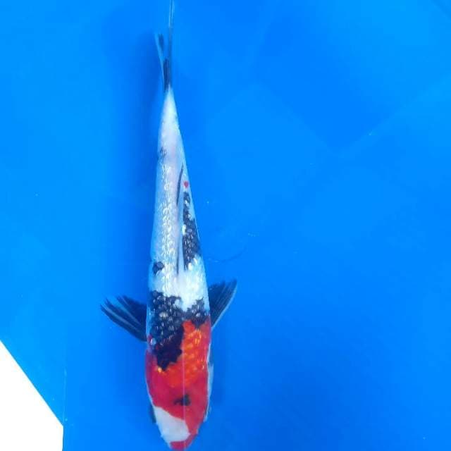 Showa Ginrin STRONG 20cm