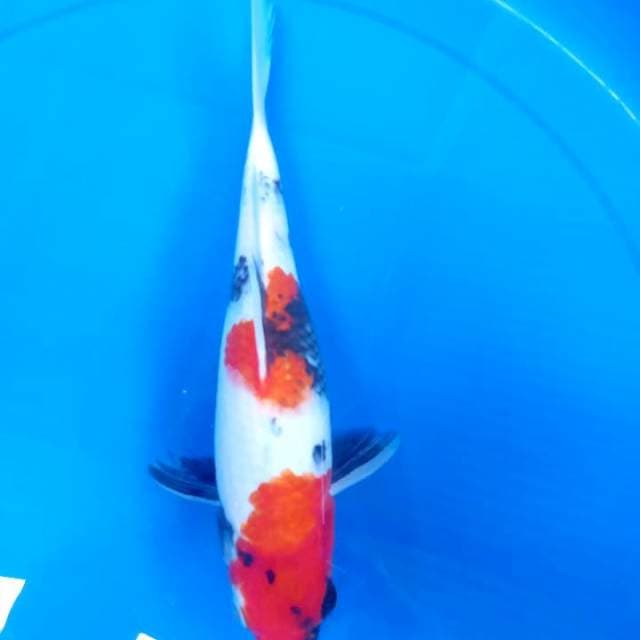 Showa sanshoku 30BU