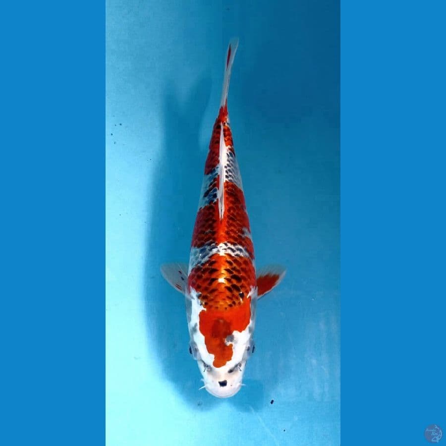 kujaku 29cm