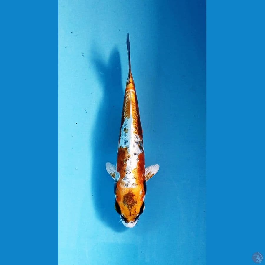 F1 kinkiko 20cm