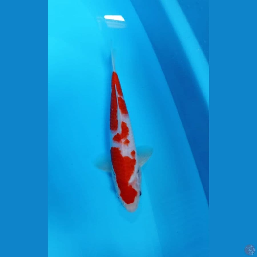 kohaku 24 cm