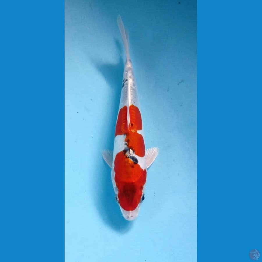 F1 Benikiko 22cm