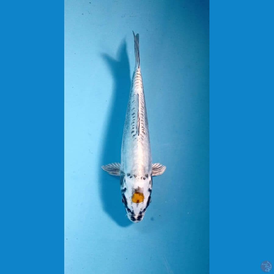 F1 kikokuryu 23cm