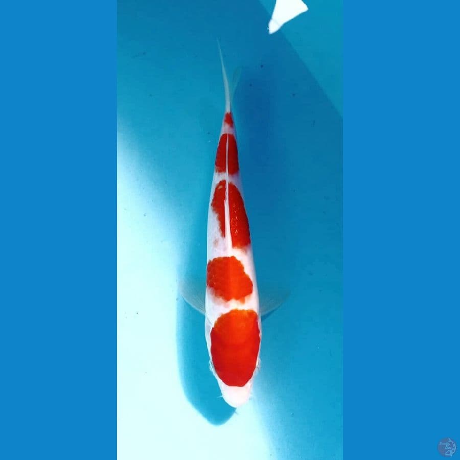 kohaku 24cm
