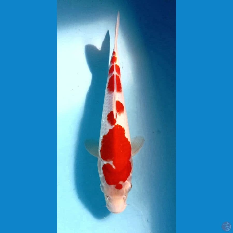 kohaku 29cm