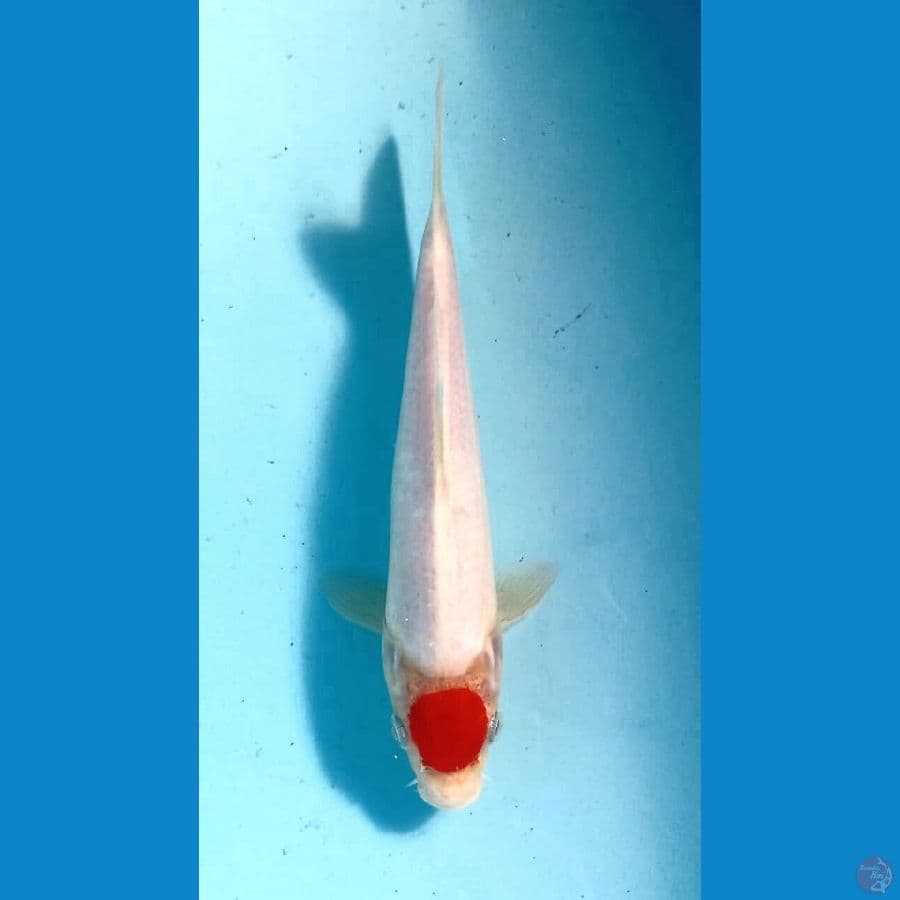 tancho 21cm