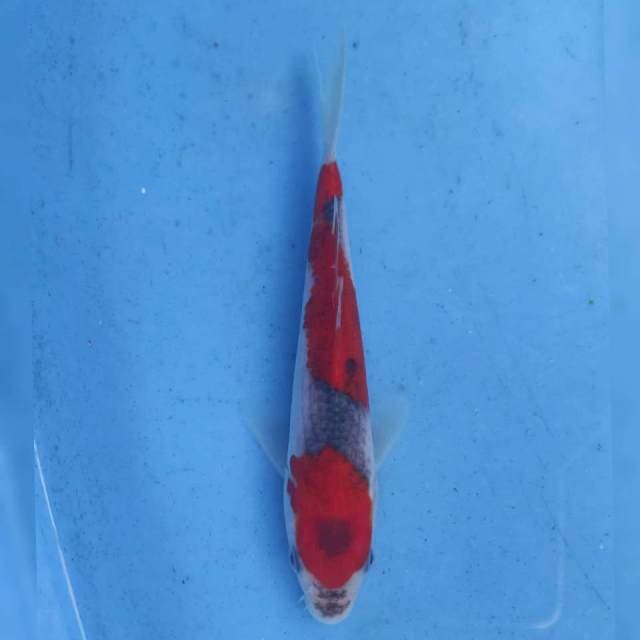 Okawa Goshiki