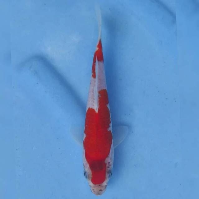 Okawa Goshiki