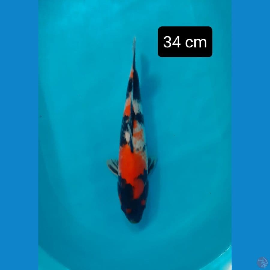 showa jumbo 34 cm