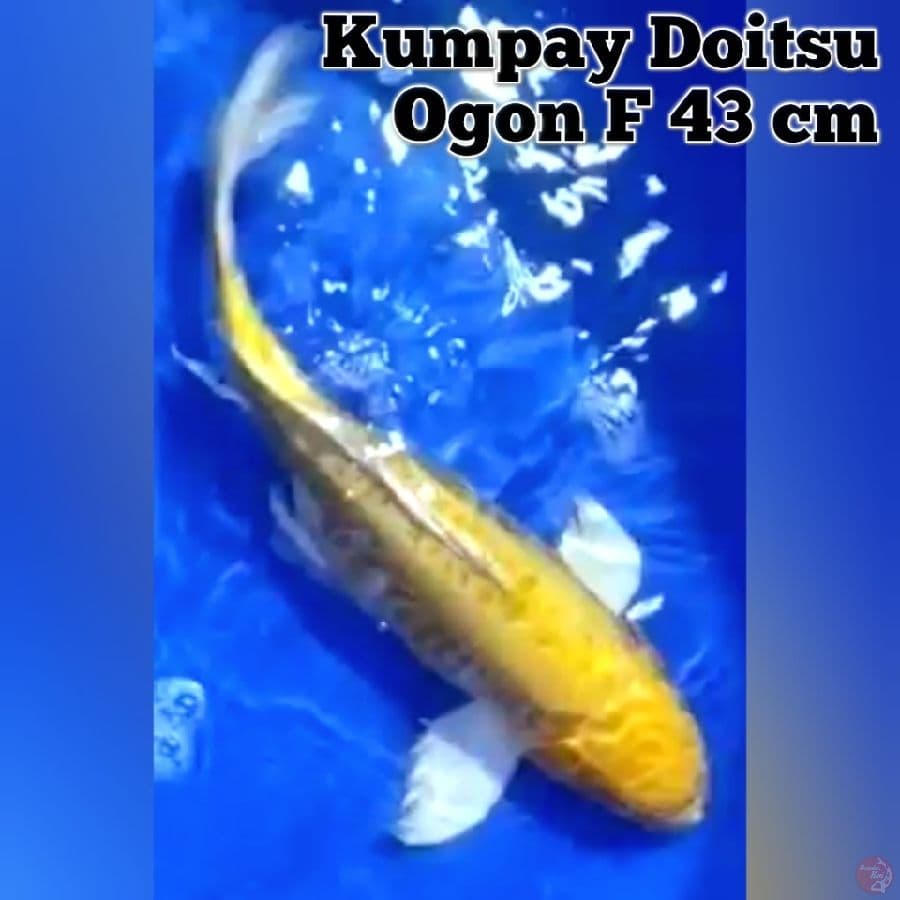 Kumpay Doitsu Ogon F43 cm