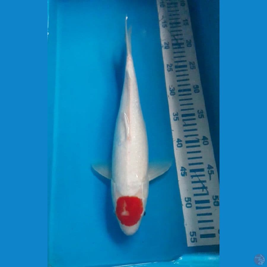 Tancho 39 cm