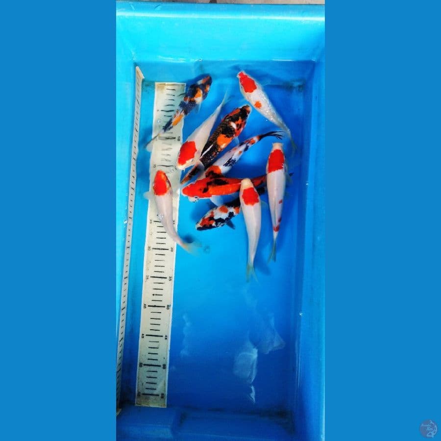 showa ,kohaku 17-22 cm 10 ekor