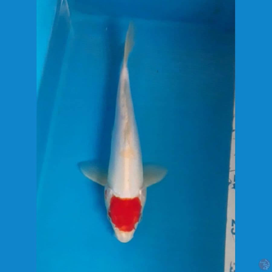 Tancho Doit 24 cm